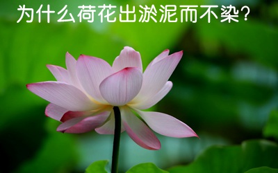 为甚么荷花出淤泥而不染