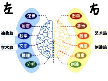 左脑和右脑