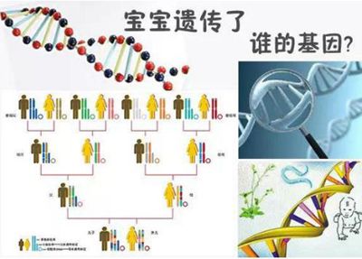 智商遗传父亲仍是母亲