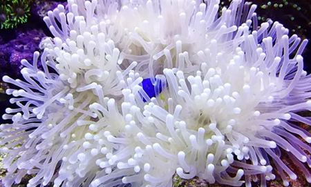 海葵是植物仍是植物,海葵能吃吗