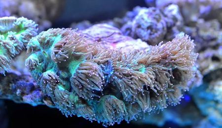 为甚么说珊瑚虫是植物？