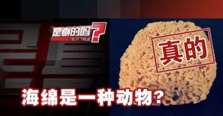 为甚么说海绵是植物？