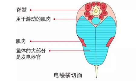 电鳗为甚么会放电,电鳗能电死人吗,电鳗能吃吗