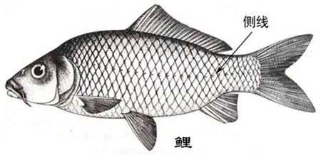 为甚么鱼的身材上有两条侧线？