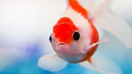 鱼身上的黏液有甚么感化？怎样去除？