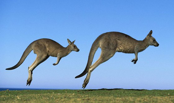 袋鼠为甚么要跳着走？