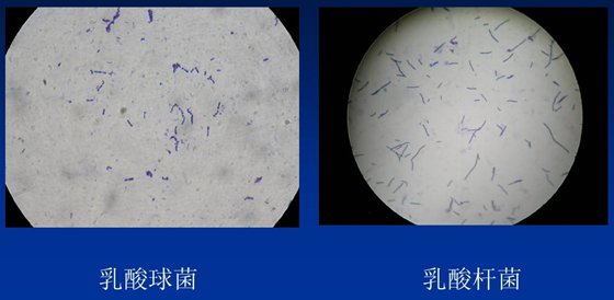 酸奶为甚么是酸的,牛奶如何做成酸奶