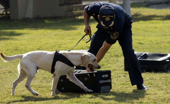 为甚么警犬能追捕罪犯