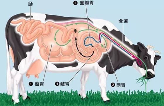 牛为甚么老是不停地品味,牛反刍的进程
