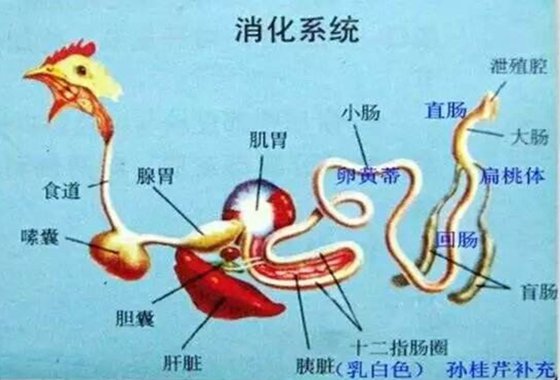 鸡为甚么要吃沙子,鸡吃沙子的缘由是为了消化