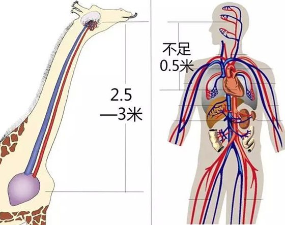 长颈鹿为甚么不会脑淤血,长颈鹿高血压的奥秘