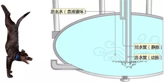 长颈鹿为甚么不会脑淤血,长颈鹿高血压的奥秘
