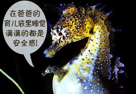 为甚么雄海马可以或许生孩子,海马是胎生仍是卵生