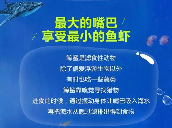 天下上最大的鱼是甚么鱼,鲸鲨有多大