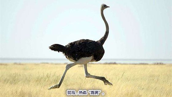 为甚么有些鸟不会飞