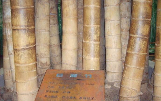 为甚么竹子长不粗,竹子只长高不长粗的缘由