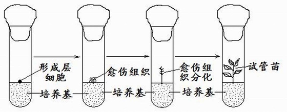 为甚么试管里能培养动物