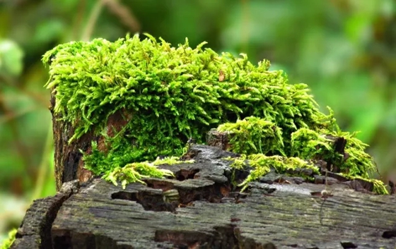 苔藓是甚么样的,苔藓怎样养