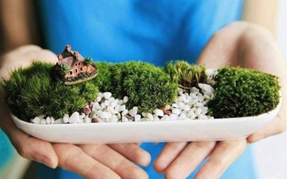 苔藓是甚么样的,苔藓怎样养