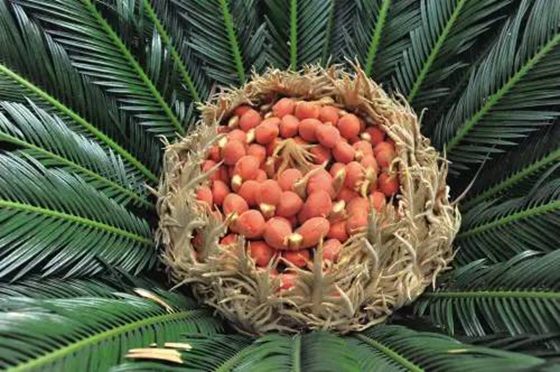 为甚么说铁树不轻易着花,铁树着花是甚么意义