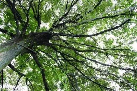 哪些动物可以或许或许或许预告气候,动物为甚么能预告气候