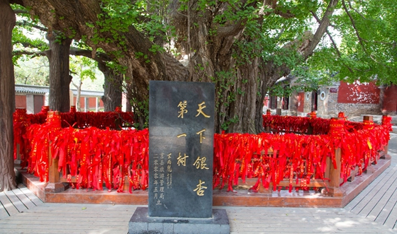 银杏树为甚么那末名贵,为甚么说银杏树是活化石