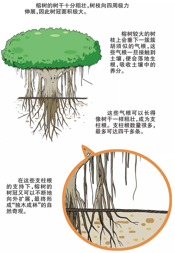 榕树为甚么会独木成林