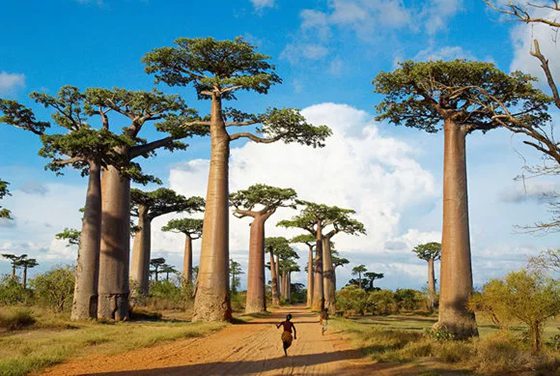 为甚么说猴面包树是性命之树