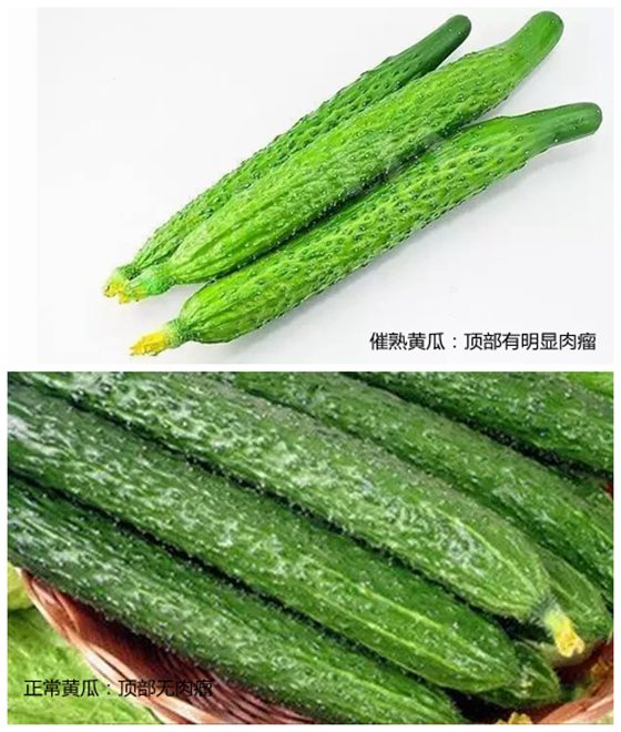 为甚么有的黄瓜发苦,黄瓜苦是怎样回事