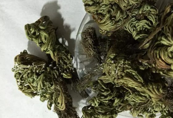 卷柏为甚么有九死还魂的身手