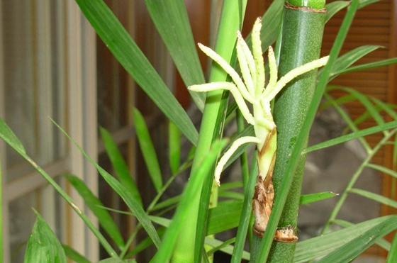 竹子着花吗,竹子会不会着花
