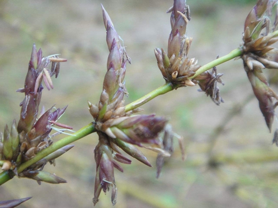 竹子着花吗,竹子会不会着花