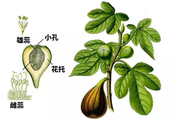 无花果然的不花吗,为甚么叫无花果