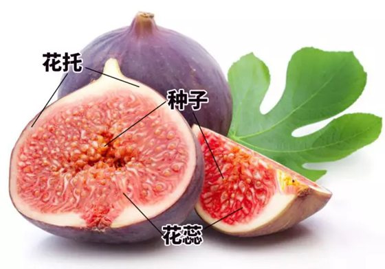 无花果然的不花吗,为甚么叫无花果