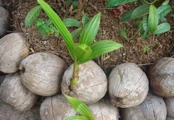 为甚么椰子树发展在海边,椰子树长在海边的缘由