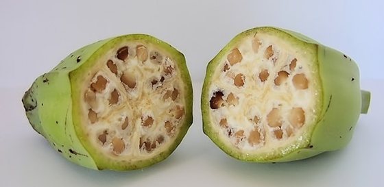 为甚么香蕉不种子,香蕉的种子在那里