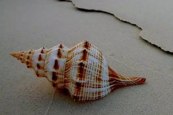 海螺里为甚么有大海的声响