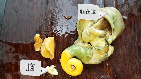 海螺里为甚么有大海的声响