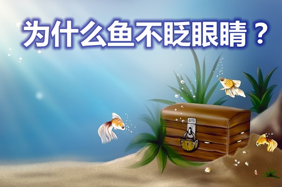 为甚么鱼不眨眼睛,鱼为甚么不眼帘