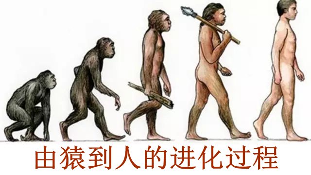 人的大拇指为甚么只要两节,拇指如何只要两个枢纽