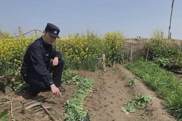 罂粟怎样读拼音是甚么,罂粟是甚么,罂粟长甚么样