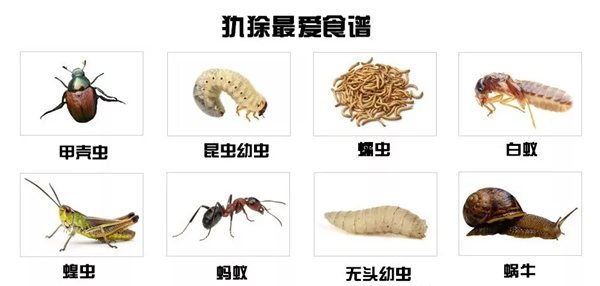 犰狳怎样读,犰狳是甚么植物,犰狳为甚么有麻风病