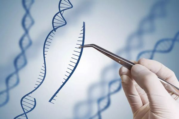 为甚么基因工程也叫遗传工程,甚么是基因工程