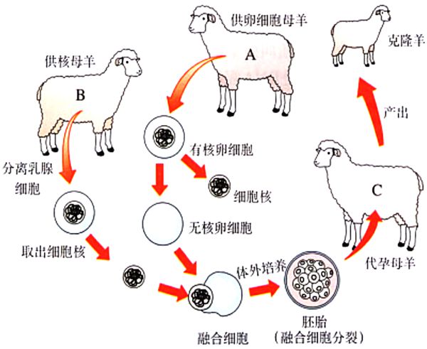 克隆羊多利的降生进程