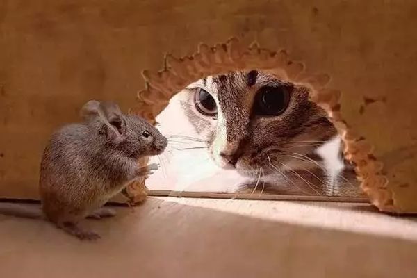 猫为甚么要吃老鼠,猫吃老鼠的由来