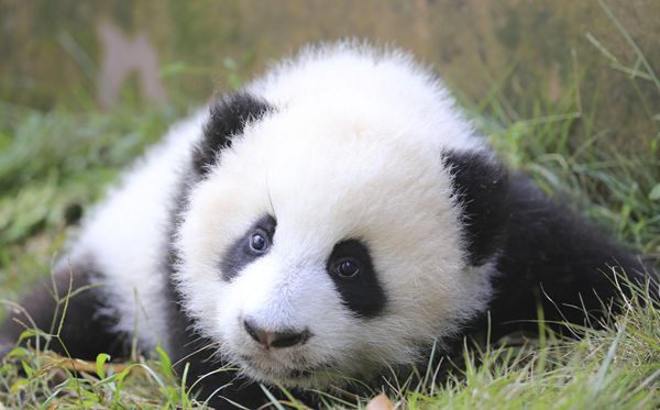 大熊猫为甚么被视为中国的国宝