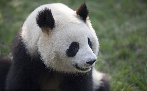 大熊猫为甚么被视为中国的国宝