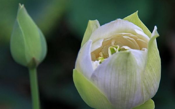 莲花的花语是甚么,莲花花语大全