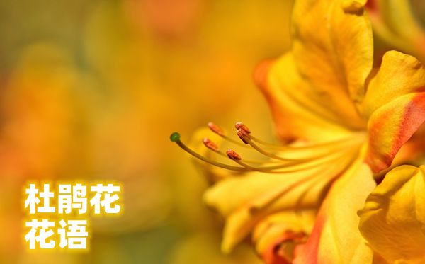 杜鹃花的花语是甚么,杜鹃花花语大全