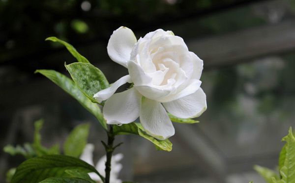 栀子花的花语是甚么,栀子花花语大全